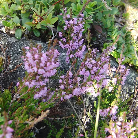 Strind Gard, Visdalssetra