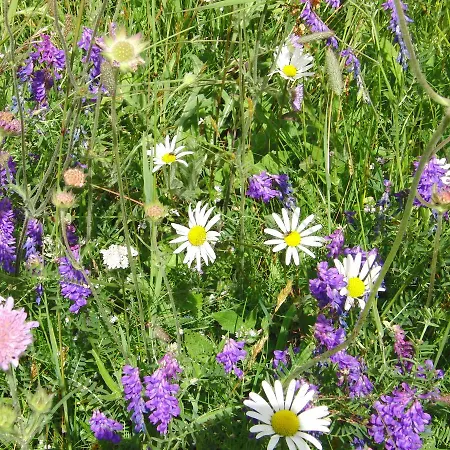 Strind Gard, Visdalssetra